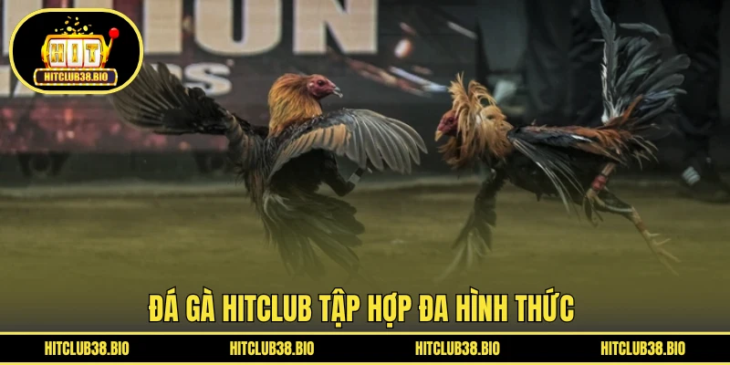 Đá gà HITCLUB tập hợp đa hình thức 